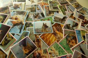 Kutyafajták 90 db 6x7,5 cm-es matrica