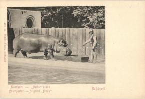 Budapest XIV. Városliget, Állatkert, Jónás viziló, Divald Károly 394. sz.