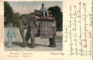 Budapest XIV. Városliget, Állatkert, Lovaglótér, elefánt, Divald Károly 393. sz. (EK)