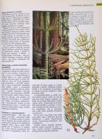 A természet ABC-je. Bp., 1995, Reader's Digest Kiadó Kft. Kiadói kartonált papírkötés, kiadói p...