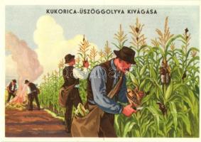Kukorica üszöggolyva kivágása. Magyar mezőgazdasági propaganda reklámlap, Klösz / Hungarian agricultural propaganda advertisement, corn smut
