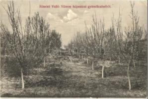 Felsőpestes, Pestisu Mic; Valló Vilmos felpestesi gyümölcsöse / orchard (EK)