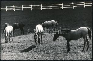 cca 1975 Gebhardt György (1910-1993) 2 db vintage fotóművészeti alkotása lovakról, 15,5x24 cm és 24x...