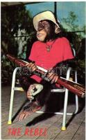 4 db MODERN majom motívumos képeslap / 4 MODERN monkey motive cards