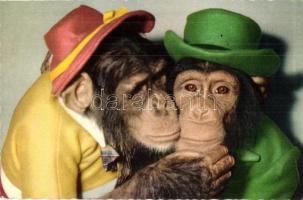 4 db MODERN majom motívumos képeslap / 4 MODERN monkey motive cards