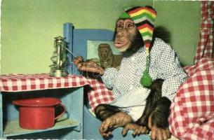 4 db MODERN majom motívumos képeslap / 4 MODERN monkey motive cards