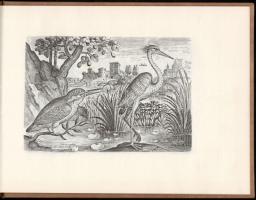 Adiano Collardo: Avium vivae icones. Brüsszel, 1967, Culture et Civilisation. Kiadói műbőr-kötés, fr...