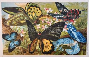 Brehm Alfréd: Az állatok világa. 2., 4/1., 5/2., 6/3., 7-10. köt. Bp, 1903-1907, Légrády. Kissé megv...