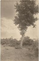 1910 Révfülöp, tájkép fával, photo