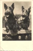 10 db FŐLEG régi állatos motívumlap / 10 mostly pre-1945 animal motive cards