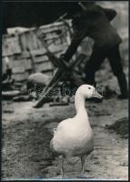 cca 1980 Feliratozott, vintage fotóművészeti alkotások, 24x18 cm és 18x13 cm