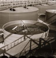 cca 1966 Állattartó telepek építése, 13 db vintage negatív Sinka Antal (?-?) hagyatékából, aki a vel...