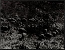 cca 1963 Krisch Béla (?-?) kecskeméti fotóművész 2 db pecséttel jelzett vintage fotója, 39x24 cm és 21,5x28,5 cm