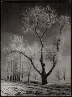 cca 1963 Medgyesi László (?-?) kecskeméti fotóművész 2 db feliratozott vintage fotója, 39x29 cm