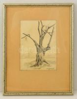 Szász Károly István (1909-1979): Korhadt fa a Széchenyi hegyen. Ceruza, papír, jelzett, üvegezett keretben, 23×16 cm