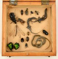 Vegyes bogár és hüllő gyűjtemény, üvegezett fa dobozban, 15x15x6 cm
