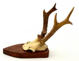 Őzagancs kiskoponyával, fa talapzaton, m: 20,5 cm