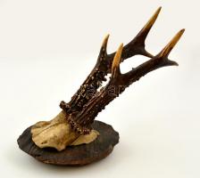 Őzagancs kiskoponyával, fa talapzaton, m: 20 cm