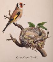 Insel Bücherei sorozat két kötete (Nr. 100., 158.)
Das kleine Buch der Greise. Einheimische Raubvög...