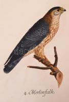 Insel Bücherei sorozat két kötete (Nr. 100., 158.)
Das kleine Buch der Greise. Einheimische Raubvög...