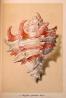 Insel Bücherei sorozat két kötete (Nr. 54.,158.): 
Das kleine Buch der Edelsteine.
Das kleine Buch...