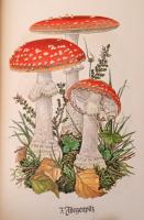 Das kleine Buch Pilzbuch. Insel Bücherei Nr. 503. Leipzig, é.n., Insel-Verlag. Kiadói kartonált papí...