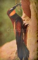 Homoki-Nagy István: Gyöngyvirágtól lombhullásig Színes filmmel vadmadarak után (egy filmrendező karc...