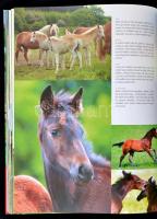 1000 Lófajta. Szerk.: Szűts Balázs. Fordította Haynal Alexandra. Pécs, 2007, Aleandra. Kiadói papírk...