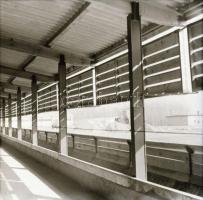 cca 1968 Állattartó csarnok építése, 13 db vintage negatív Sinka Antal (?-?) hagyatékából, aki a velencei AGROKOMPLEX fotósa volt az 1960-as, 1970-es években (ahol tervezték, kivitelezték ezeket a csarnokokat), 6x6 cm