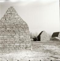 cca 1968 Állattartó csarnok építése, 13 db vintage negatív Sinka Antal (?-?) hagyatékából, aki a vel...