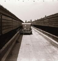 cca 1968 Állattartó csarnok építése, 13 db vintage negatív Sinka Antal (?-?) hagyatékából, aki a vel...