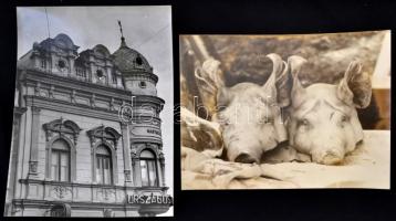 cca 1970 Vintage fotónagyítások maxi tétele, részben feliratozva, jelezve, sokféle témáról készült 9...