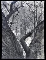 cca 1970 Vintage fotónagyítások maxi tétele, részben feliratozva, jelezve, sokféle témáról készült 9...