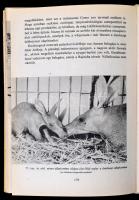 Vegyes könyvtétel állatvilág témában, 3 db: 
Dr. Ócsag Imre, Szidnainé dr. Csete Ágnes: Lóra gyerek...