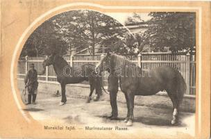 Csáktornya, Cakovec; Muraközi fajló. Gut Béla kiadása / Murinsulaner Rasse / Medimurje horse species