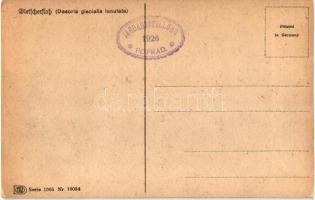 5 db RÉGI sziluettes túrázós művészlap Jos. Goller szignóval. 1926 Poprad Jagdausstellung pecséttel ...