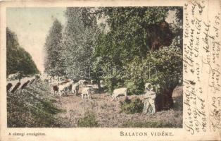 Sümeg, Balaton vidéke, országút, szarvasmarha legeltetés, D. K. F., E. 902. (EK)