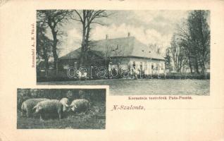 Nagyszalonta, Salonta; Kornstein testvérek Pata-pusztája, mangalicák, Sonnenfeld A. kiadása / farm with pigs (EK)