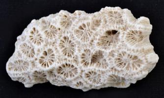 Ritka tengeri korall, 7x3,5x2,5 cm