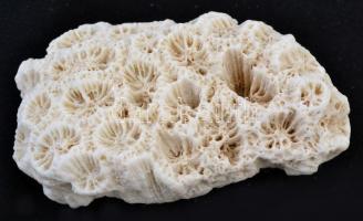 Ritka tengeri korall, 7x3,5x2,5 cm