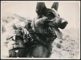 1943 Besorozott kutya a német hadseregben. Szállítási feladatokra használták őket. Hadi fotó, hátoldalán felirattal / Drafted dog for the Wehrmacht. German military dog on the field. Military propaganda photo with text 24x18 cm