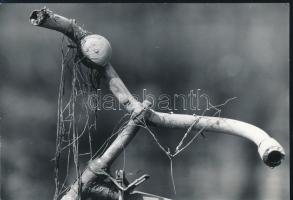 cca 1980 Kortárs fotóművészeti alkotások, 3 db feliratozott, vintage fénykép, 17x24 cm és 15x22 cm