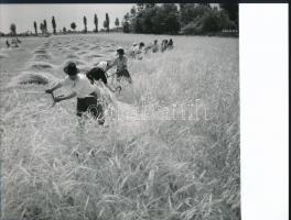 cca 1963 Kézi aratás, 3 db vintage fotóművészeti alkotás, 18x24 cm