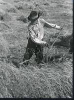 cca 1963 Kézi aratás, 3 db vintage fotóművészeti alkotás, 18x24 cm