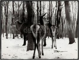 cca 1975 Halak, s vadak.... 3 db vintage fotóművészeti alkotás, kettő feliratozva, 30x40 cm