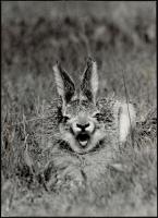 cca 1975 Halak, s vadak.... 3 db vintage fotóművészeti alkotás, kettő feliratozva, 30x40 cm