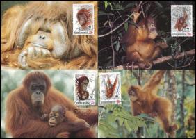 WWF Orangutan set 4 CM, WWF: Orangután sor 4 db CM-en