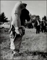cca 1965 Sztachó Gyula: Malacvásár I-III., 3 db pecséttel jelzett, vintage fotóművészeti alkotás, 38...