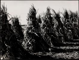 cca 1960 Krisch Béla (?-?) kecskeméti fotóművész hagyatékából 3 db jelzett vintage fotóművészeti alk...