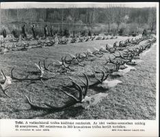 Hazai és külföldi témákban készült MTI sajtófotók, 22 db feliratozva, 21x18 cm Közte vadászat és mil...